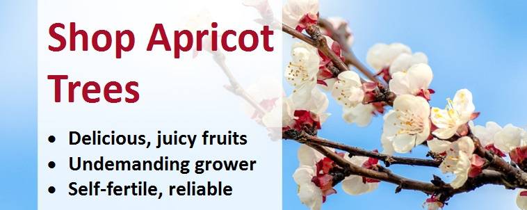 Shop Apricot Trees Banner 2